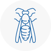 Maghull Wasp Nest Removal